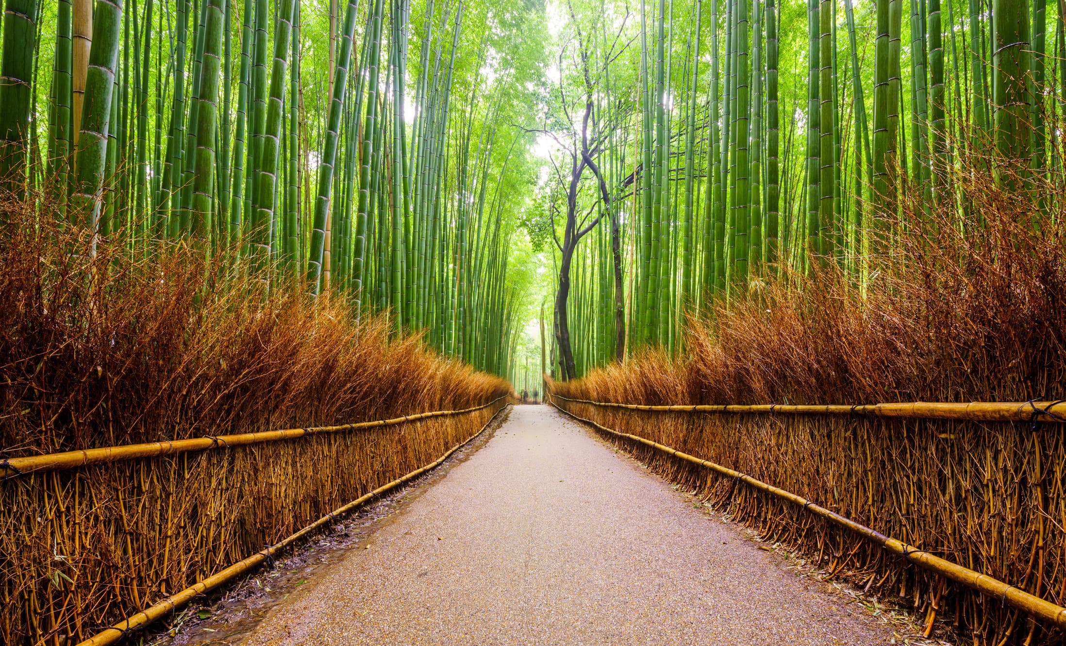 Bamboo Loan