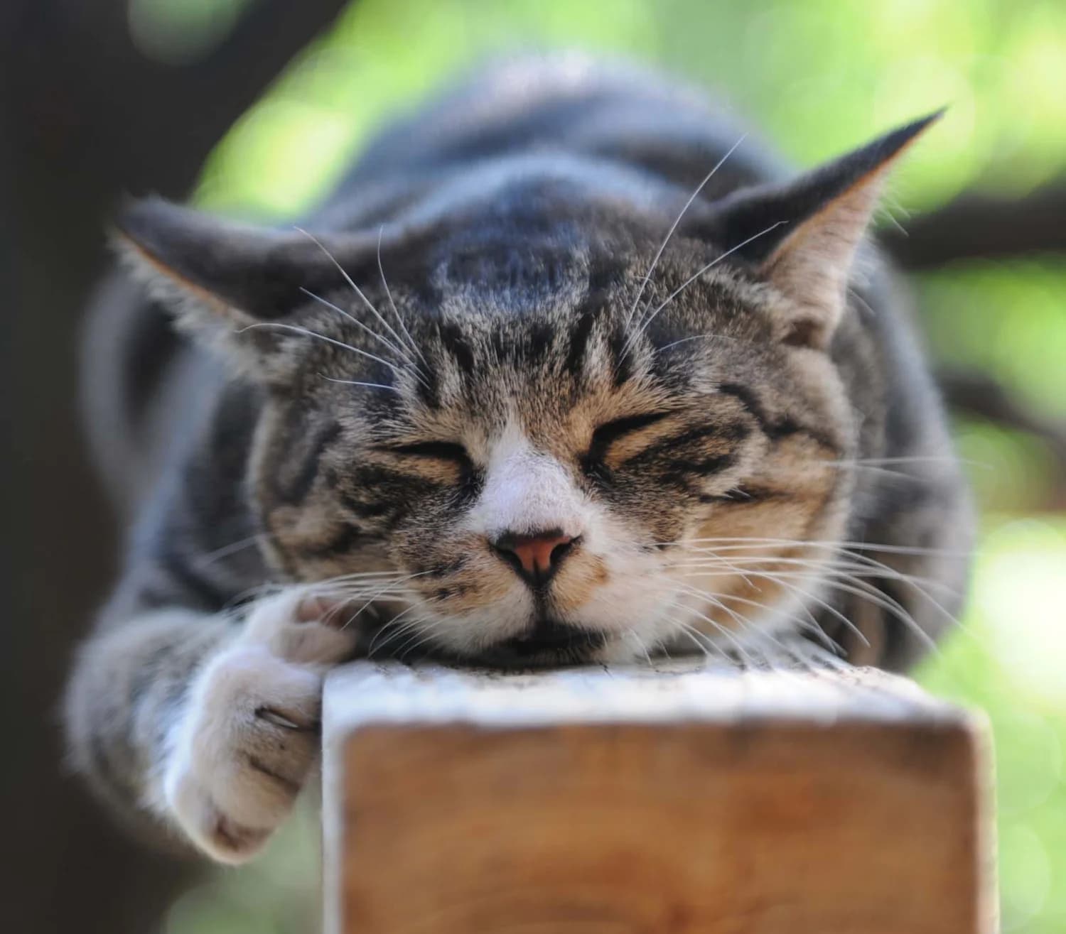 Feral Cat Coalition of Oregon