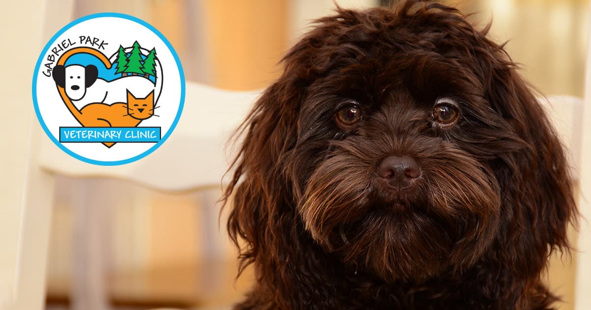 Gabriel Park Veterinary Clinic
