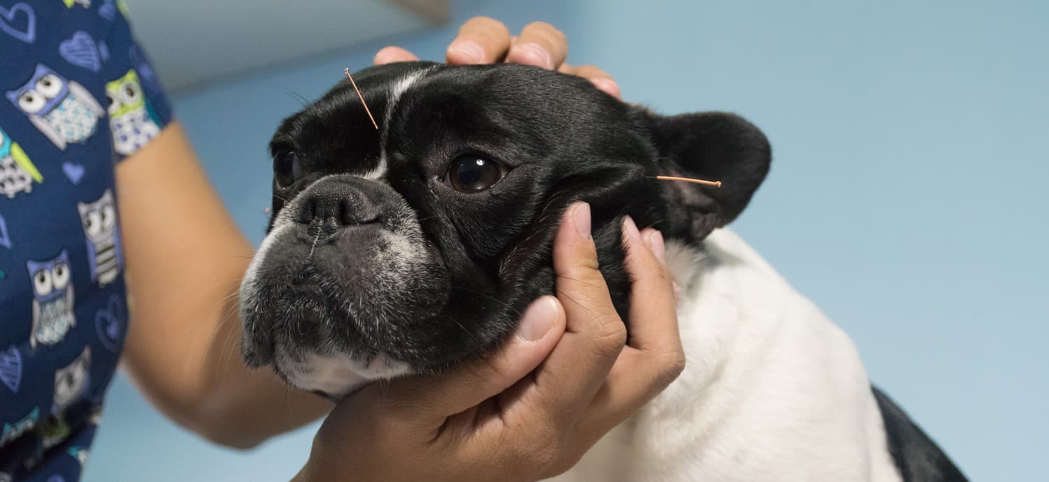 Hawthorn Veterinary Care