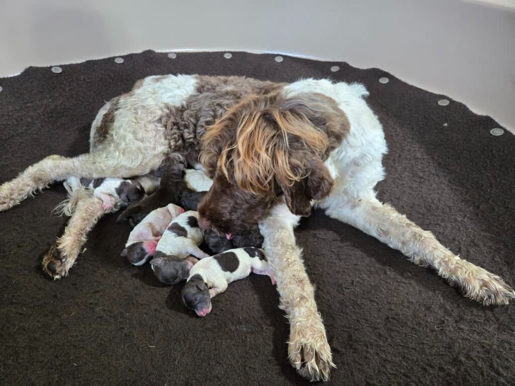MY PORTUGUESE WATER DOG