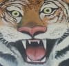 Hungry Tiger logo