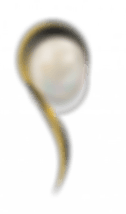 Pearl Spa & Sauna logo